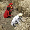 In Jeopardy: Punjab, The Bread Basket of India